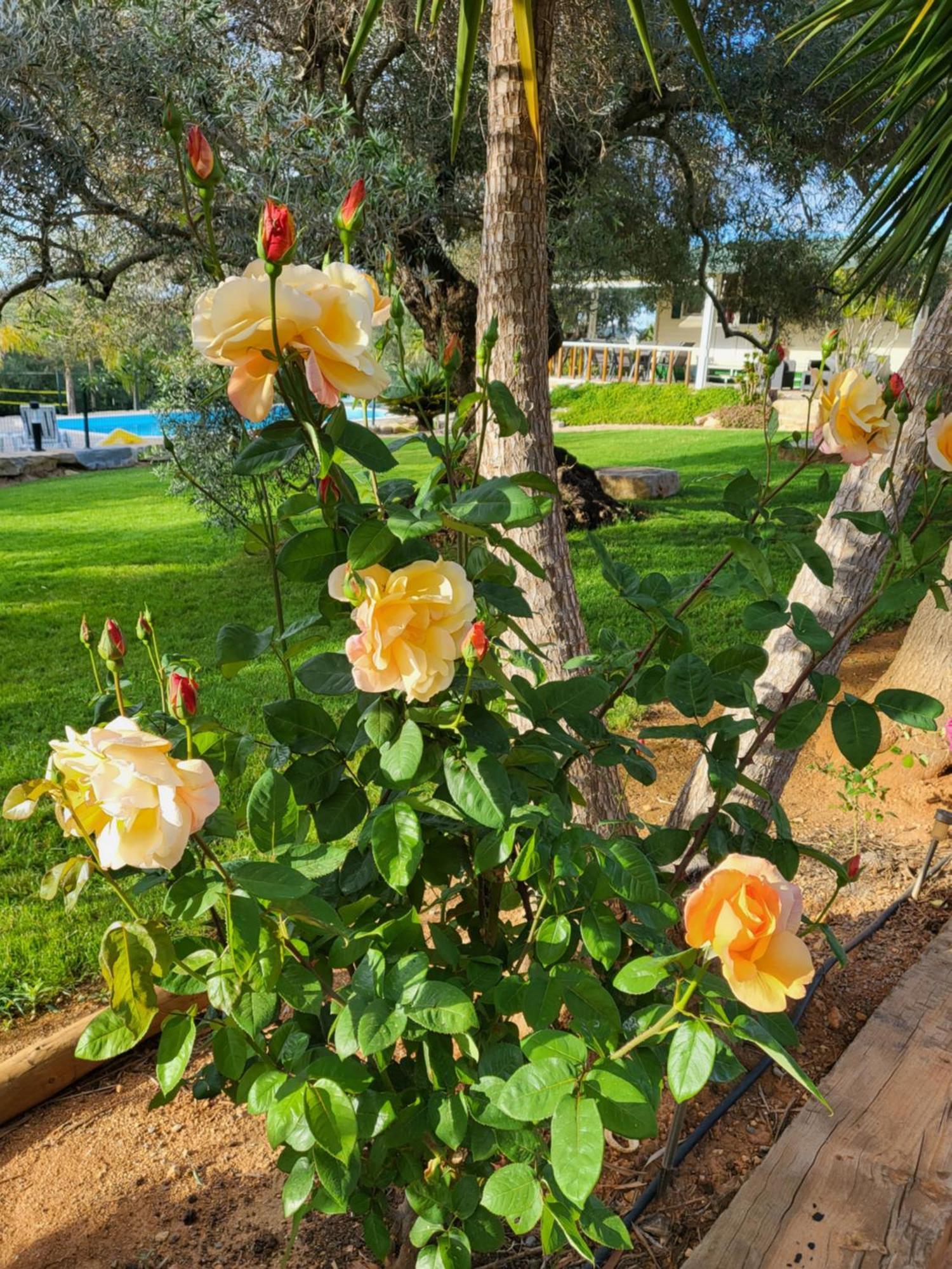 Monte Da Caldeirinha Villa Luz de Tavira Buitenkant foto